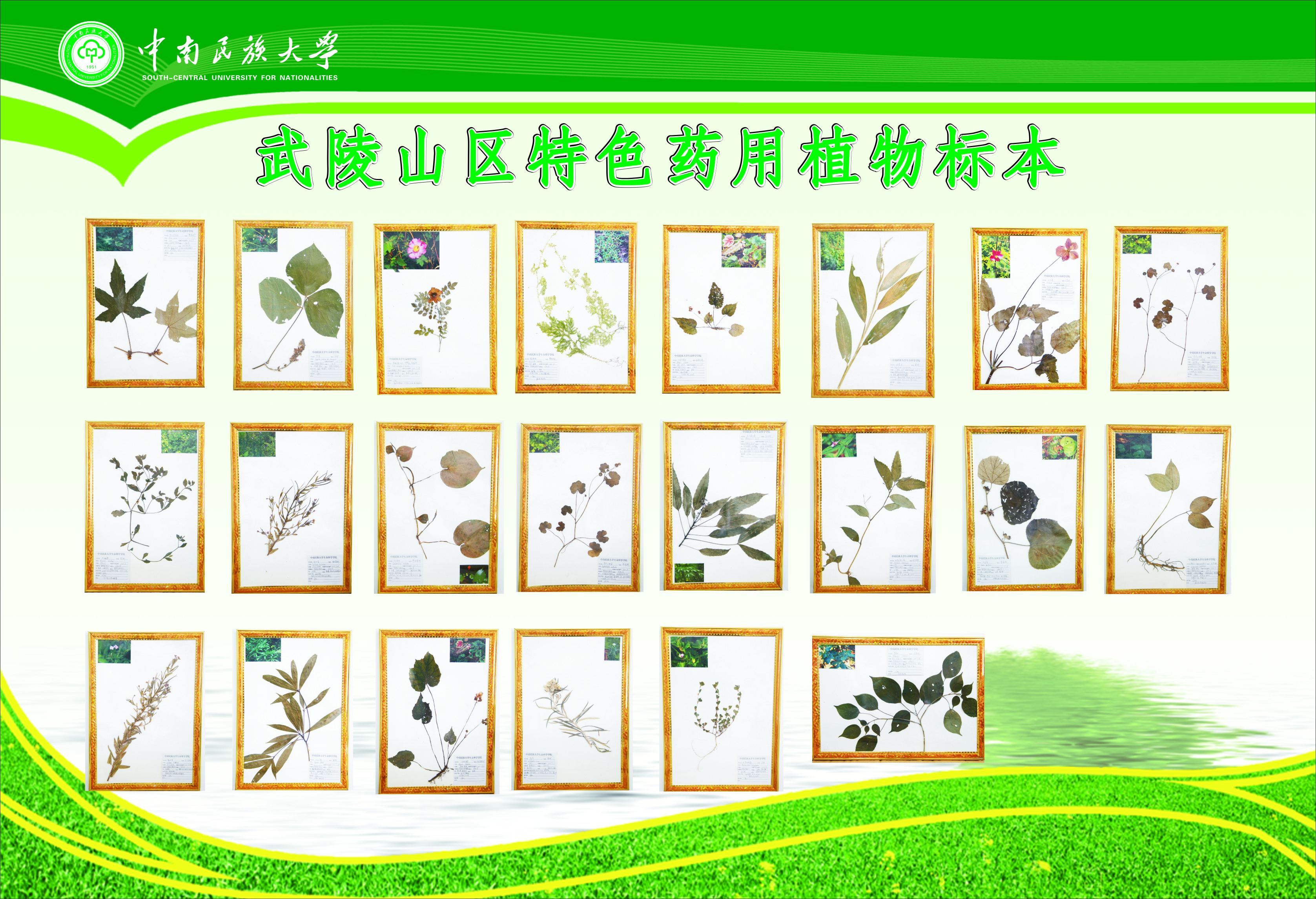 国产精品va在线观看不
