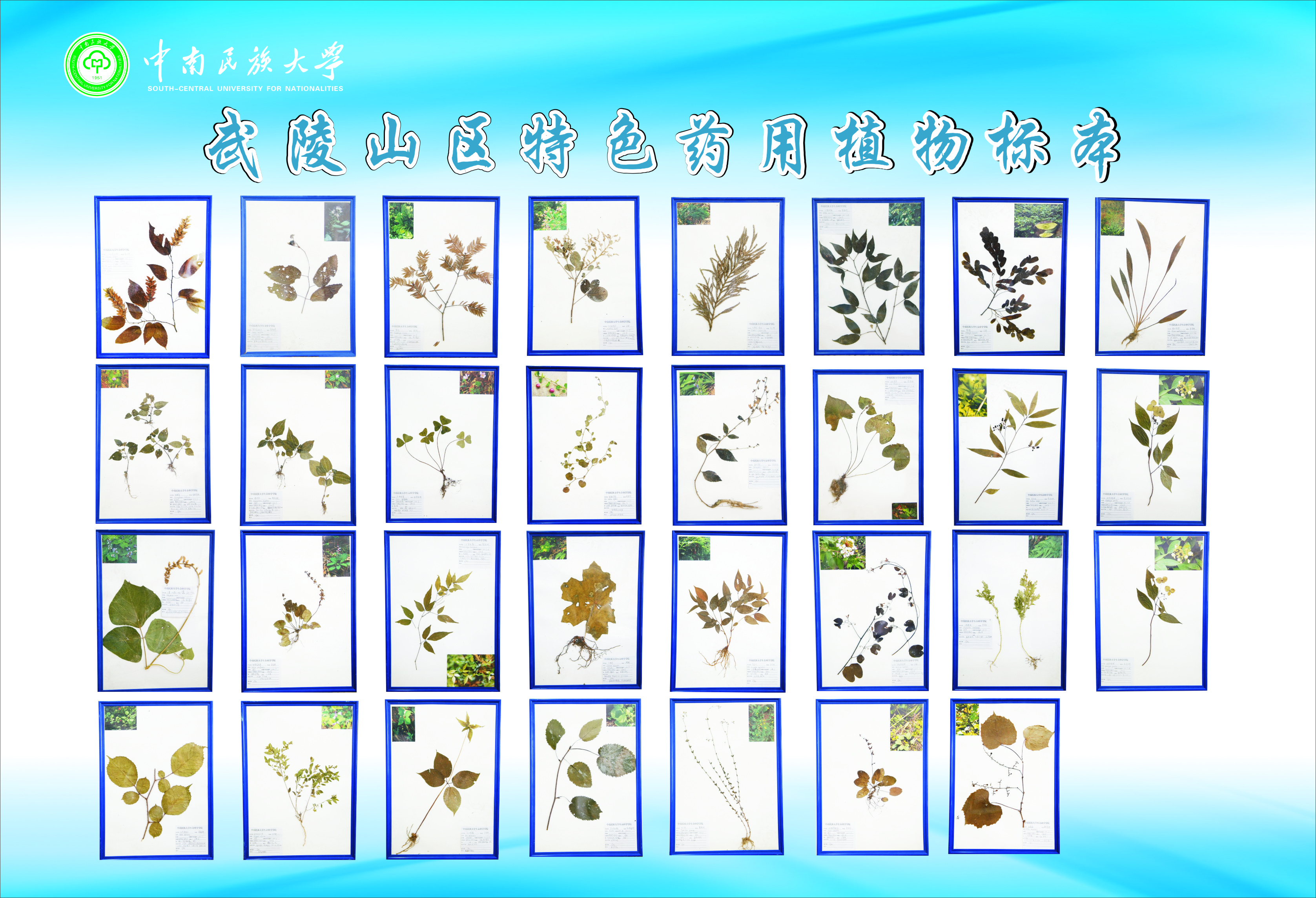 国产精品va在线观看不